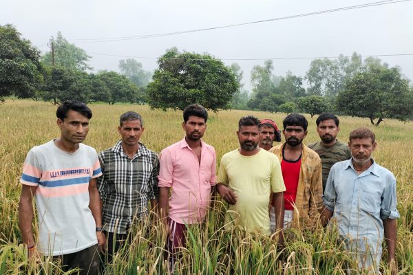 नरसैना में नकली दवा की स्प्रे करने से धान की 15 बीघा फसल हुई नष्ट